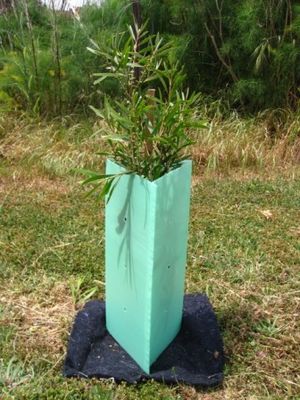 PP Corrugated Plastic Tree Guard Corflute Sustainable Tree Guards