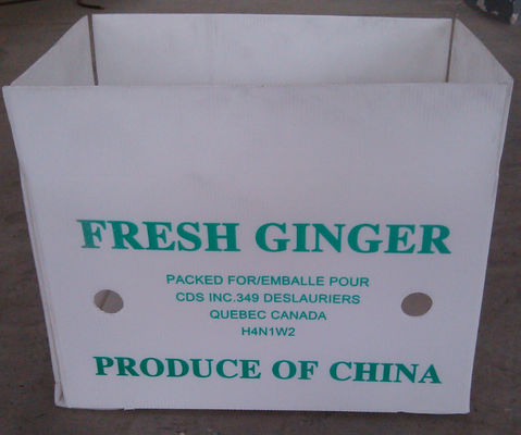 Vegetable Corrugated Plastic Packaging Coroplast Reusable Corrugated Boxes