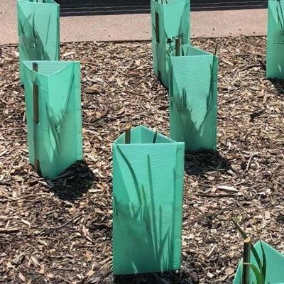 Corflute Tree Guard suitable for gardeners landscapers and tree nurseries looking for durable seedling protection tubes
