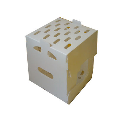 Polypropylene Vegetable Packaging Box Customized PP Corrugated Plastic Box