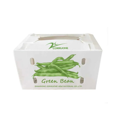 Customized Polypropylene Coroplast Vegetable Box PP Corrugated Plastic Packaging Box