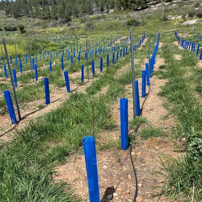 Corflute Tree Guard suitable for gardeners landscapers and tree nurseries looking for durable seedling protection tubes