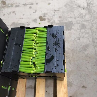 Custom Coroplast Packing Box for Fruits & Vegetables | Lightweight, Waterproof, Durable, Recyclable, Foldable, Stackable Plastic Crate | Custom Size Available